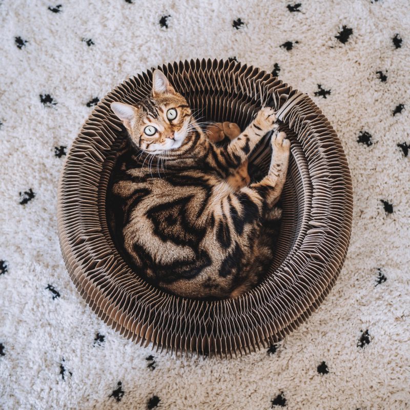 District 70 Maze 3-in-1 kattenmand