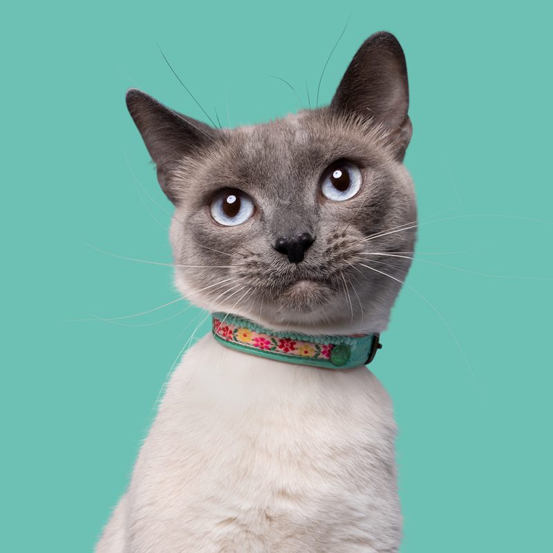 DWAM kattenhalsband Kitty